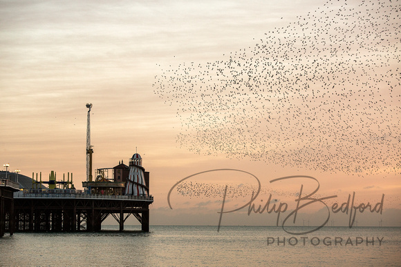 Starling Murmurations over Brighton Pier III