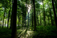 Friston Forest I