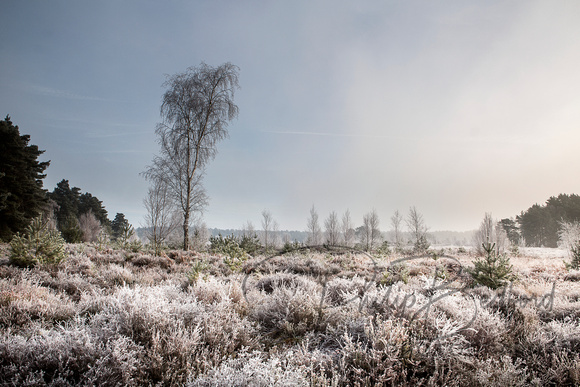 Frosty morning on Duncton Common