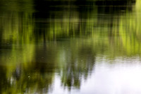 Reflections - Nymans Woods