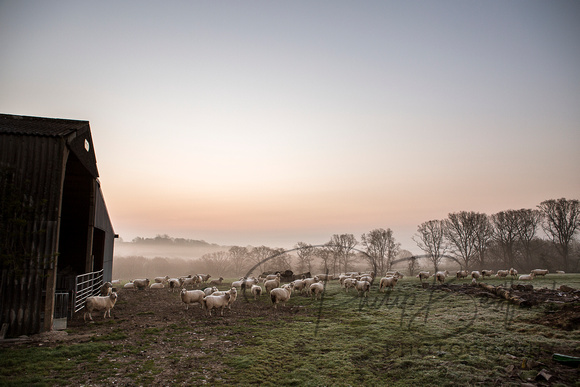 Sheep at Dawn - Mayfield - High Weald